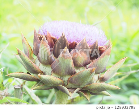 紫色の美しいアーティチョークの花 128932798
