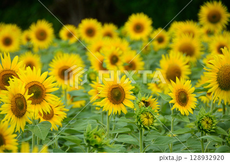 一面に広がるひまわり畑 一面に広がるひまわり畑 128932920