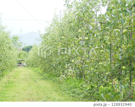 リンゴみやびふじの高密植栽培のトレリス リンゴみやびふじの高密植栽培のトレリス 128932940