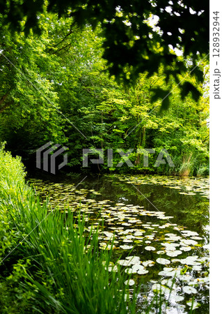 Serene woodland pond with lush greenery and lily pads in summer 128932944