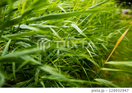 Lush green grass swaying in the wind with a vibrant natural background 128932947