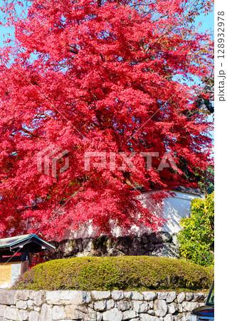 坂本比叡山口駅前の真っ赤な紅葉 128932978