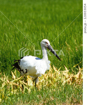 倉吉市の田んぼで餌を探すコウノトリ 128933054