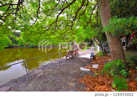 中部地方・伊豆半島・大瀬崎・鯉が泳ぐ大瀬神社の不思議な淡水の神池とベンチ・静岡県沼津市西浦(5) 128933082