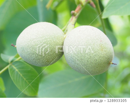 木に実った未熟な夏のクルミの実 木に実った未熟な夏のクルミの実 128933105