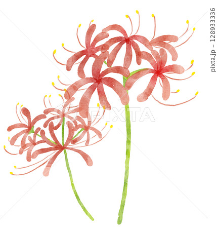 水彩の赤い彼岸花　2輪 128933336