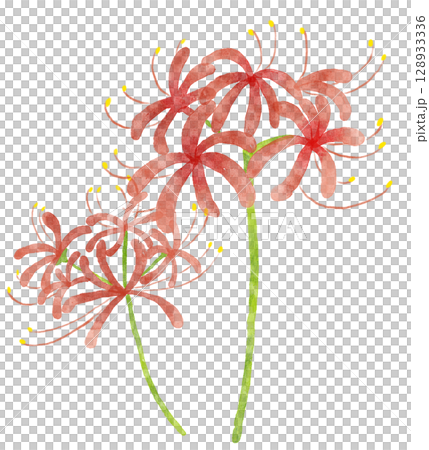 水彩の赤い彼岸花　2輪 128933336