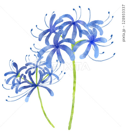 水彩の青い彼岸花　2輪 128933337