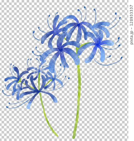 水彩の青い彼岸花　2輪 128933337