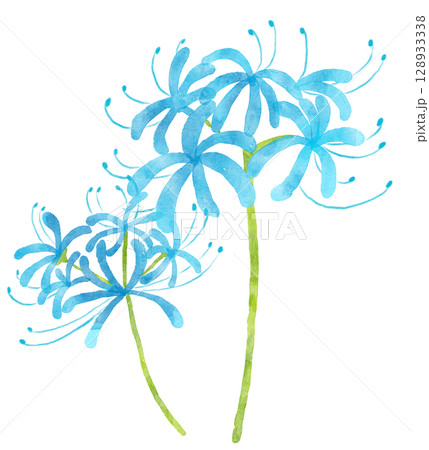 水彩の青い彼岸花　2輪　水色 128933338