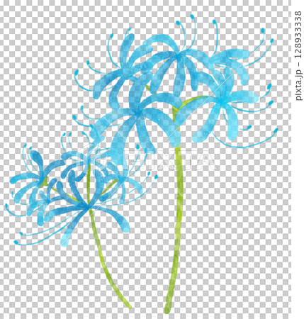 水彩の青い彼岸花　2輪　水色 128933338