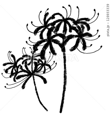 クレヨンタッチのモノクロの彼岸花　2輪 128933339