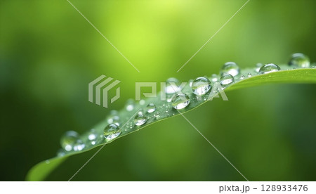 Macro Water Droplets on Bright Green Leaf 128933476