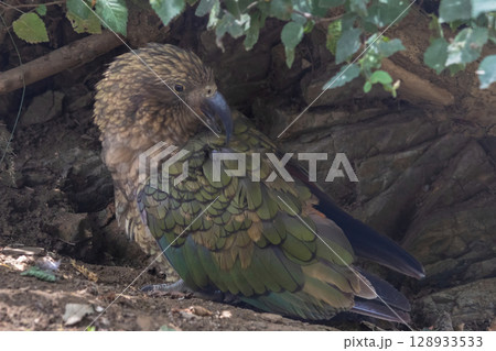 Kea parrot, Alpine parrot from New Zealand 128933533