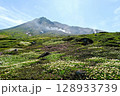 北海道・大雪山の旭岳を望む裾合平。7月の高山植物が咲き誇る中、雄大な自然と地熱の息吹を感じる絶景 128933739