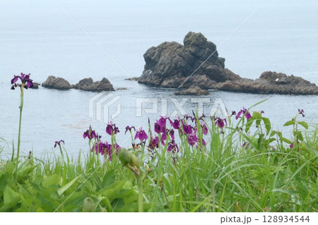 山野草に彩られる夏の種差海岸中須賀 山野草に彩られる夏の種差海岸中須賀 128934544