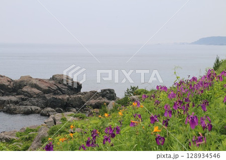 山野草に彩られる夏の種差海岸中須賀 128934546