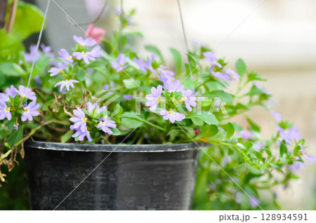 Fairy Fan Flower , Half flower or Scaevola or Scaevola sp or purple flower Fairy Fan Flower , Half flower or Scaevola or Scaevola sp or purple flower 128934591