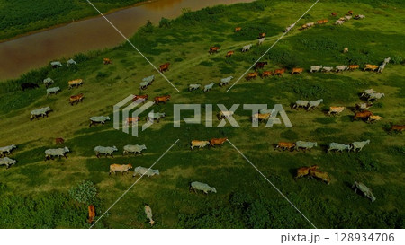 aerial photography ducumentary Herd of cows grazing on the meadow near the lake at sunset  128934706