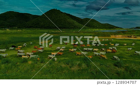 aerial photography ducumentary Herd of cows grazing on the meadow near the lake at sunset aerial photography ducumentary Herd of cows grazing on the meadow near the lake at sunset 128934707
