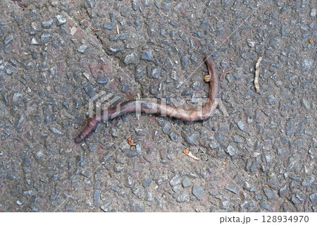 ミミズの死骸 ミミズの死骸 128934970