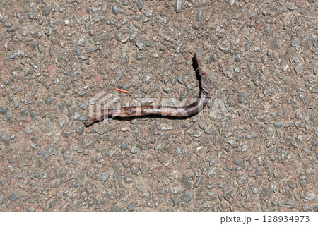 ミミズの死骸 ミミズの死骸 128934973