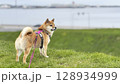 Adorable red Shiba Inu dog happily walking on lush green gras 128934999