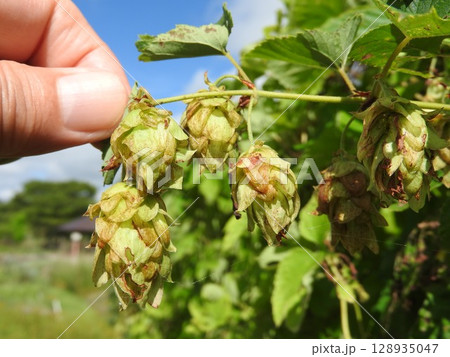 ビールの原料として利用される「ホップ」 ビールの原料として利用される「ホップ」 128935047