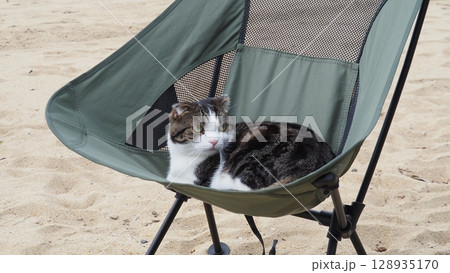 シーサイドももち海浜公園でリラックスモードの猫⑧ シーサイドももち海浜公園でリラックスモードの猫⑧ 128935170