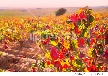 Autumn golden red vineyards in Utiel Requena Autumn golden red vineyards in Utiel Requena 128935315