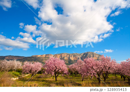 Mongo in Denia Javea in spring with almond tree flowers Mongo in Denia Javea in spring with almond tree flowers 128935413