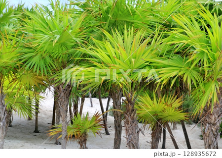 Chit palm trees in Caribbean beach sand Tulum 128935672