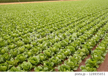 Cabbage fields, rows of vegetable food Cabbage fields, rows of vegetable food 128935851