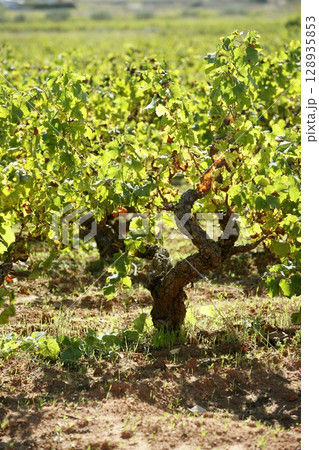 Vineyard, grape fields in mediterranean Spain Vineyard, grape fields in mediterranean Spain 128935853