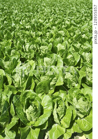 cabbage green vegetables field in spring farmland 128935857