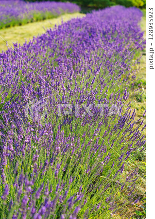 Lavender bushes blooming under warm sunlight in peaceful purple and green summer field background 128935923