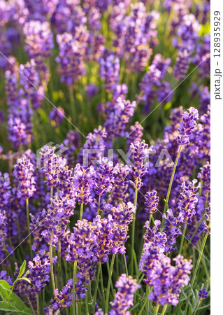 Lavender blossoms glowing in soft evening sunlight during peak summer bloom in a fragrant garden 128935929