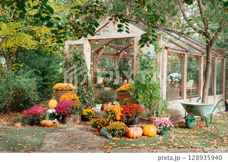 Autumn greenhouse with colorful chrysanthemums and pumpkins in cozy garden setting for Halloween 128935940