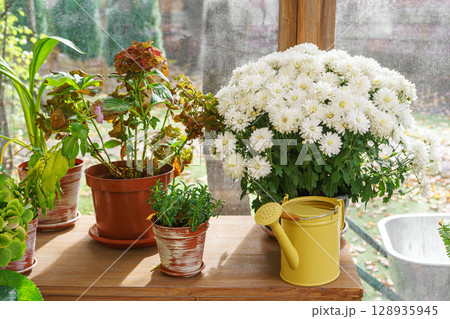 Potted white chrysanthemums and decorative yellow watering can in sunny greenhouse floral corner Potted white chrysanthemums and decorative yellow watering can in sunny greenhouse floral corner 128935945