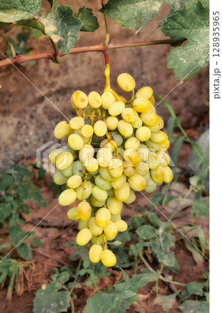 Yellow-white grapes grown in the garden without the use of chemicals, 100% natural grapes hanging on the bushes until autumn 128935965