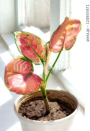 The indoor plant aglonema stands in a pot on the windowsill The indoor plant aglonema stands in a pot on the windowsill 128935971
