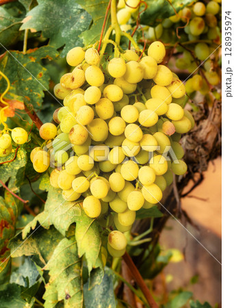 Yellow-white grapes grown in the garden without the use of chemicals, 100% natural grapes hanging on the bushes until autumn Yellow-white grapes grown in the garden without the use of chemicals, 100% natural grapes hanging on the bushes until autumn 128935974