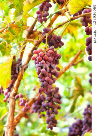Purple grapes grown in the garden without the use of chemicals, 100% natural grapes, hang on the bushes until autumn 128936069
