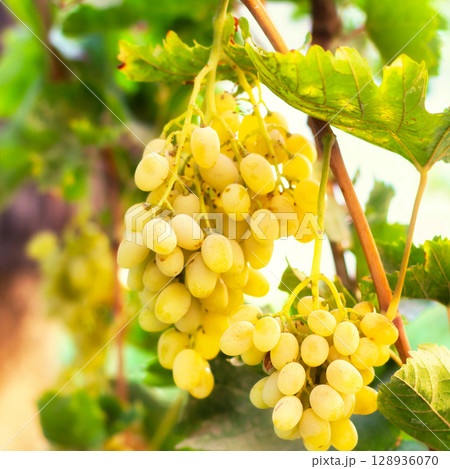 Yellow-white grapes grown in the garden without the use of chemicals, 100% natural grapes hanging on the bushes until autumn 128936070