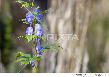秋の玉原湿原で見つけたヤマトリカブトの紫色の花 128936123