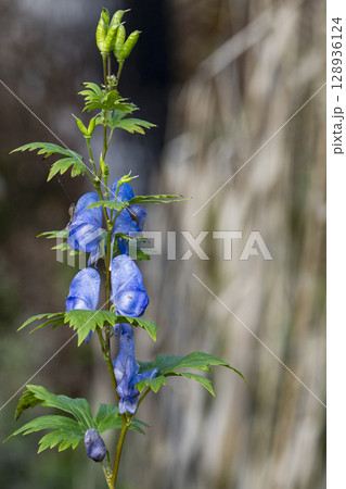 秋の玉原湿原で見つけたヤマトリカブトの紫色の花 128936124
