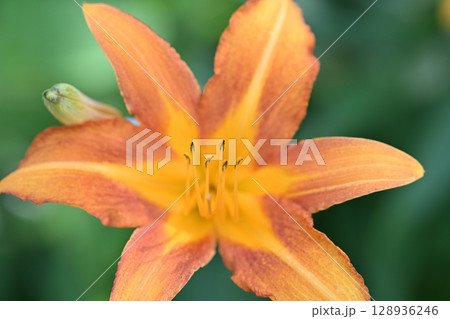 夏に咲くオレンジ色の野萱草 128936246