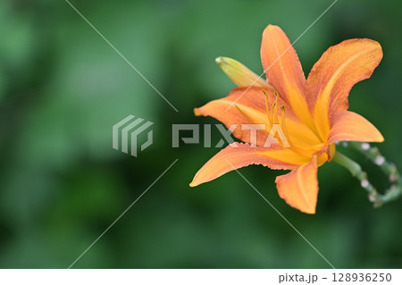 夏に咲くオレンジ色の野萱草 128936250