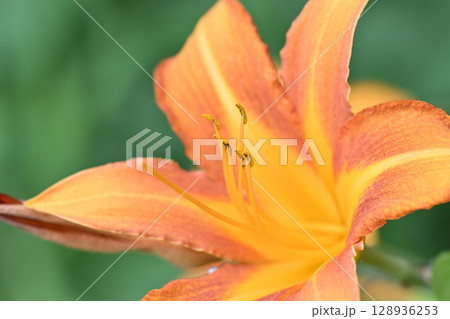 夏に咲くオレンジ色の野萱草 128936253