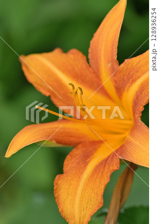 夏に咲くオレンジ色の野萱草 128936254